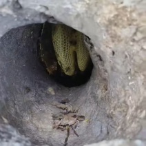 蜜蜂糖