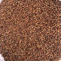 红豆杉种子