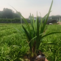 麦冬草种植基地