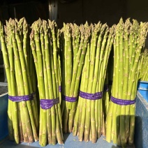 芦笋精品上海基地批发源头直供质优价廉