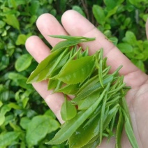 茶叶，毛尖，一叶一心，口粮茶