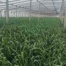 《红根蒜苗》河南新乡冷棚蒜苗基地直发保质保量一条龙服务