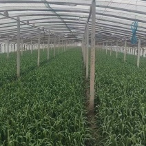 《冷棚蒜苗》河南新乡基地直发保质保量现摘现发量大从优
