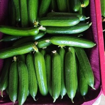 陕西大荔乳瓜现在大量上市，有需要的老板，电商可以来对接