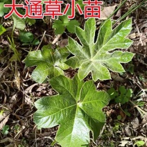大通草苗通花苗量大从优带叶发货