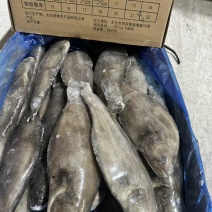 格陵兰比目鱼鸦片鱼整条鱼