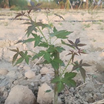 药食同源七叶覆盆子苗