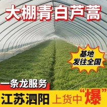 【青白芦蒿】江苏芦蒿/大棚芦蒿/基地常年供应/可全国发货