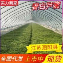 【江苏芦蒿】精品大棚芦蒿/保质保量/价格便宜/可视频看货