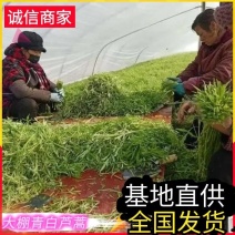 急售【青白芦蒿】江苏泗阳/基地直供/现挖现发/随到随装