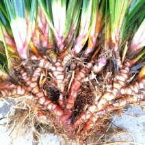 红心石昌蒲种苗，自家180亩中药材苗甫基地，保品质，货足