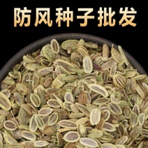 防风种子优质防风籽包发芽饱满度好免费技术指导