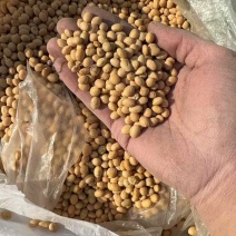 大量出售湖北冀豆，中黄，高蛋白，低水分。