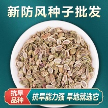 防风种子批发零售野生关防风籽发芽率高颗粒饱满技术指导