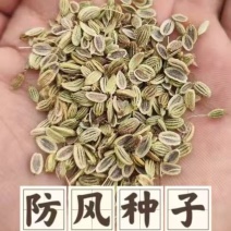 防风种子新采防风种子野生关防风水防风籽颗粒饱满发芽率高
