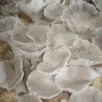 灵芝菇