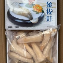象拔蚌
