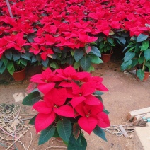鲜花（一品红）