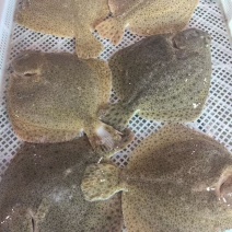 精品多宝鱼