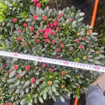 杜鹃（红色粉色淡红色）各种规格齐全欢迎采购可视频看货