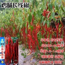 善椒鸡肠长线椒干鲜两用线椒种子果长25~32果皮微皱皮