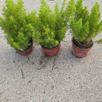 观叶植物狐尾天门冬120杯、2加仑、5加仑基地有量。