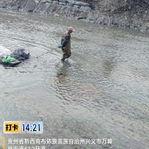 苦草绿化，生态修复