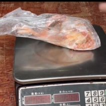 二级鸽子