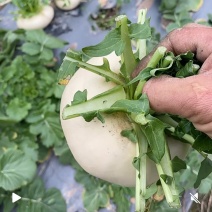 精品盘菜、温州盘菜、玉环特产盘菜、仙居盘菜种植基地