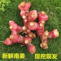 山姜头