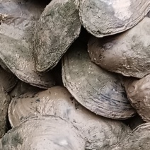 河蚌