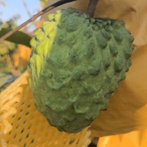热带水果海南凤梨释迦果地代办，常年批发，欢迎联系。