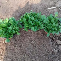 大滨菊