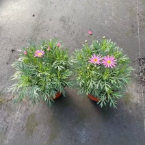 观花植物玛格里特、姫小菊190杯，基地有量，欢迎订购。