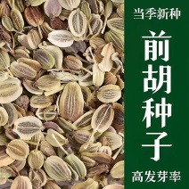 前胡种子新采发芽率高易管理适应能力强白花前胡批发零售