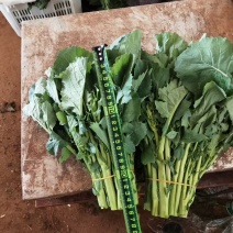 板蓝根青菜（菘油1号）**授权