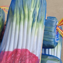 福建精品长白净葱