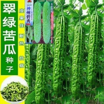 苦瓜种子翠绿苦瓜种子高产早熟疙瘩绿白苦瓜种籽大田用种