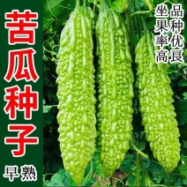 苦瓜种子苦瓜籽苦瓜散装种子