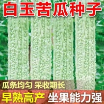 白玉苦瓜种子优选中华白苦瓜种子大田用种基地专用苦瓜种子