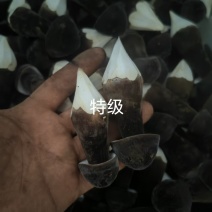 黑皮鸡枞菌