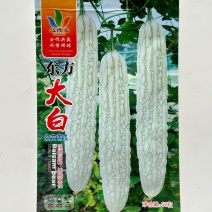 东方大白苦瓜品种种子早熟杂交一代品种种子包邮