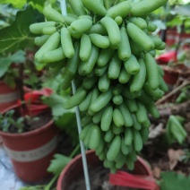 盆栽葡萄