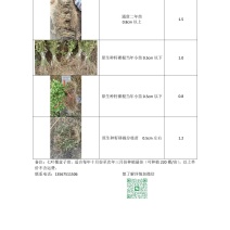 药食同源七叶覆盆子苗