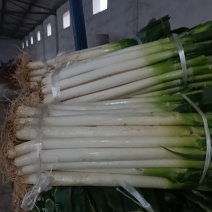 山东大葱