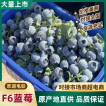 莒县F6蓝莓产地直供质量保证诚信经营价格实惠