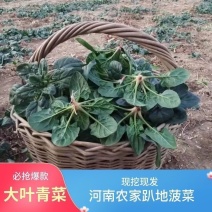 趴地菠菜/河南产区直发/大量现货/欢迎选购