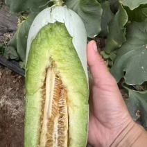 坤研系列、博洋甜瓜正圆玉菇苗八里香粗把羊角蜜苗绿皮绿宝苗