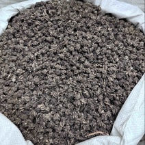 手选尖爪猫爪草