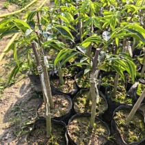 正品香脉九份品种奇楠沉香小苗新苗高度15-20公分起基地直发